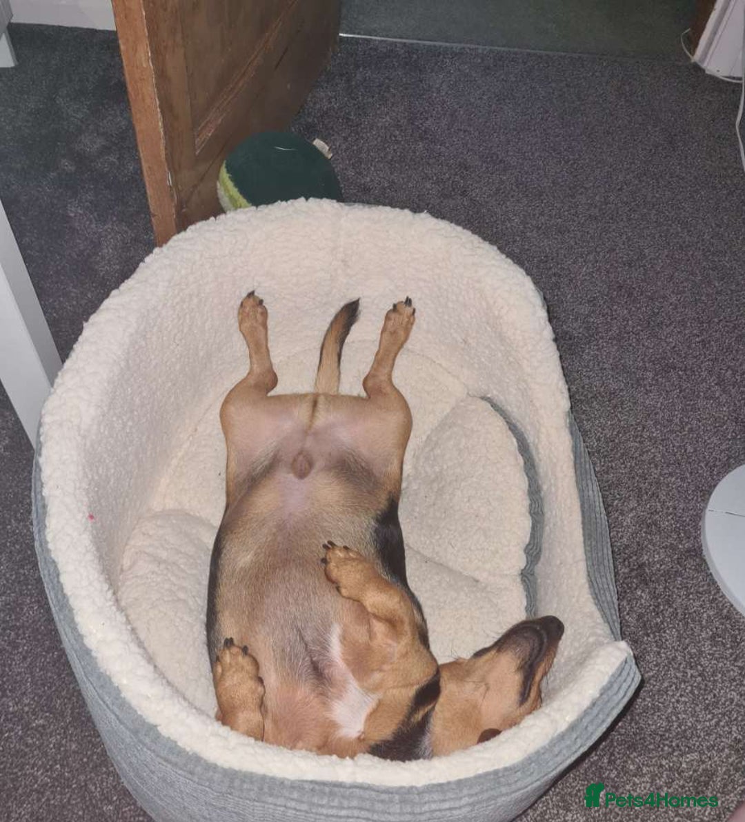 Mixed Breed dogs for sale: Woody - Advert 3