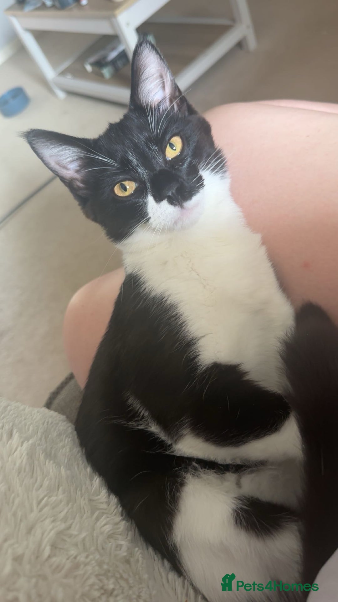 Mixed Breed cats for sale: 2 male kittens for sale  - Image 4