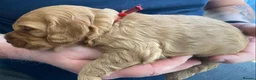 Cockapoo dogs for sale: DNA Tested Apricot Cockapoo Puppies - Advert 5