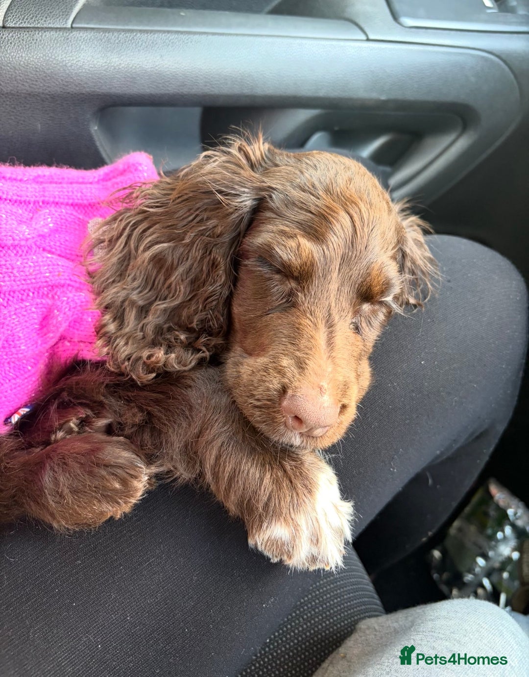 Cocker Spaniel dogs for sale: Gorgeous cocker spaniel girl - Advert 3
