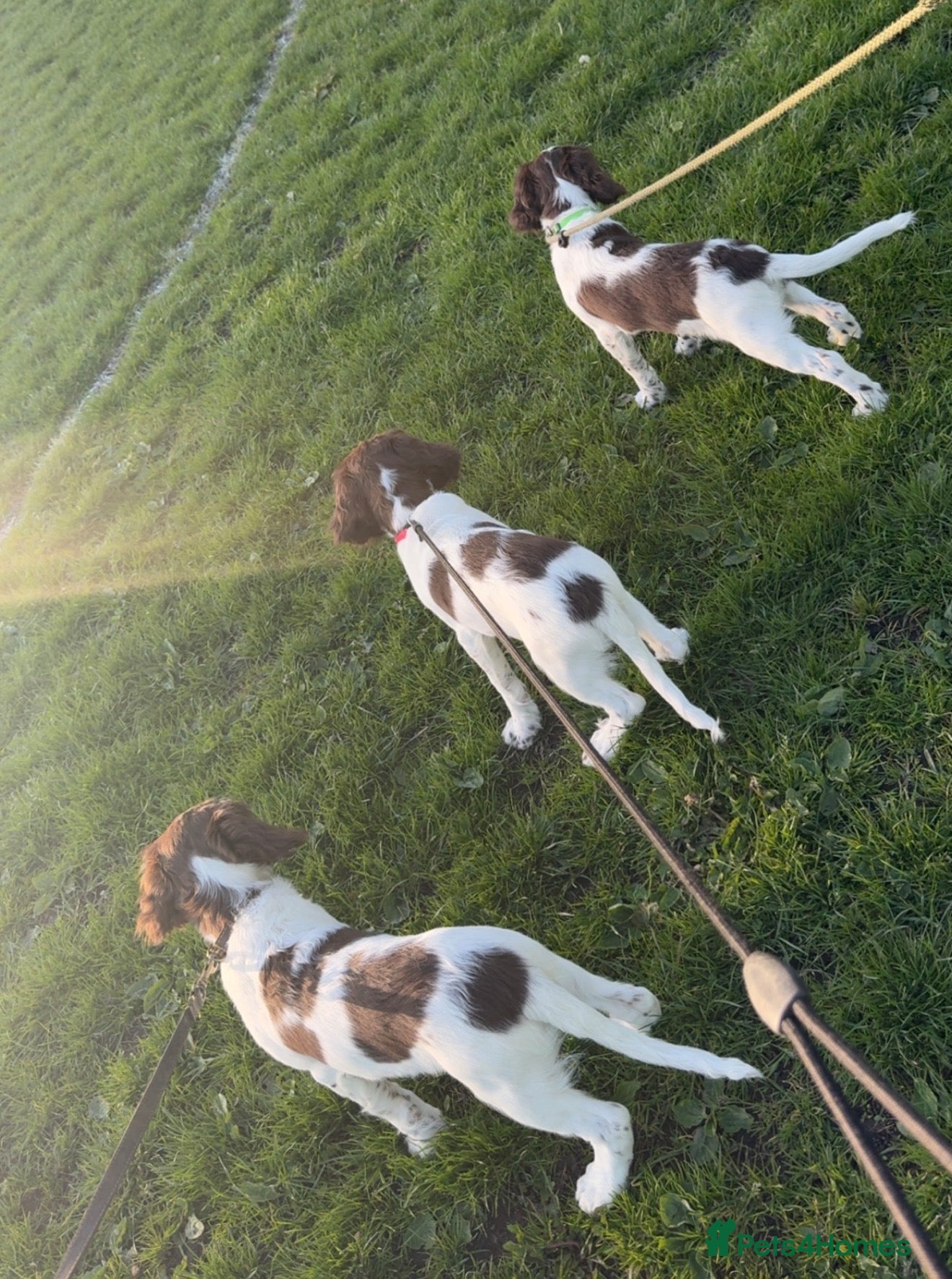 English Springer Spaniel dogs KC English Springer Spaniels - Advert 11