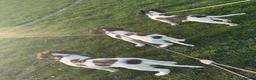 English Springer Spaniel dogs for sale: *Only 1 stunning boy left*KC English Springer - Advert 1