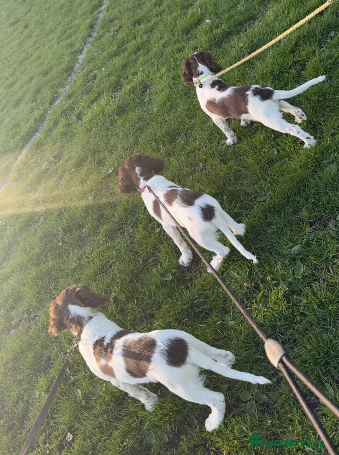 English Springer Spaniel dogs for sale: *Only 1 stunning boy left*KC English Springer - Advert 1