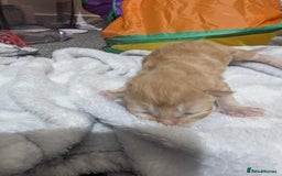 Mixed Breed cats for sale: Beautiful kittens - Image 21