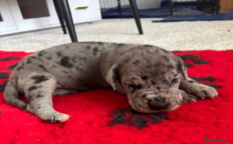 Great Dane dogs - Advert 1