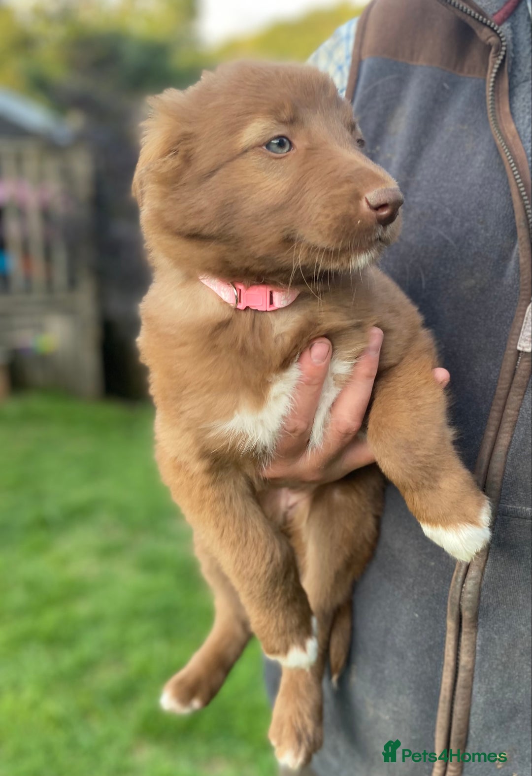 Border Collie dogs for sale: *7 Adorable Border collie pups* - Image 7