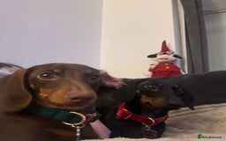 Miniature Dachshund dogs for sale: 5 miniature black & tan smooth haired dachshunds  - Image 15