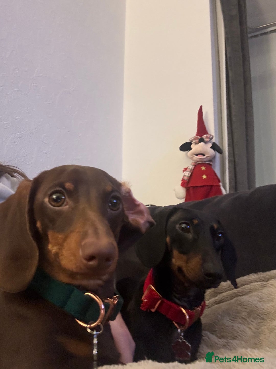 Miniature Dachshund dogs for sale: 5 miniature black & tan smooth haired dachshunds  - Image 15