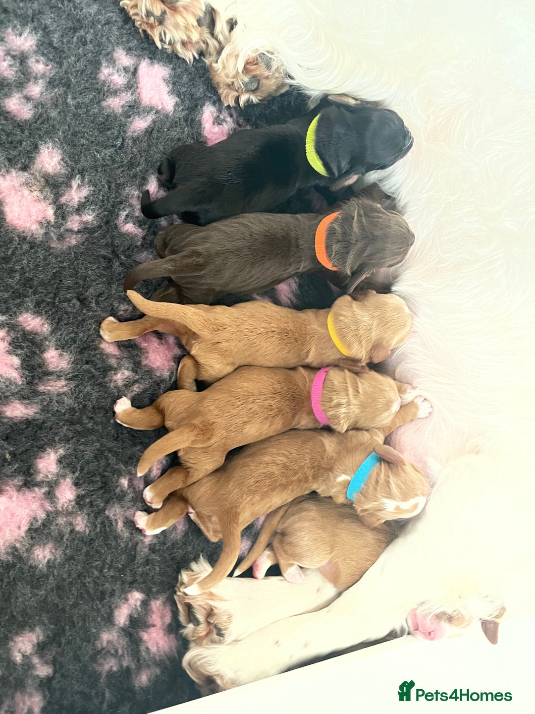 Cocker Spaniel dogs for stud: K C registered - Mr Midnight for Stud in Huddersfield - Image 7