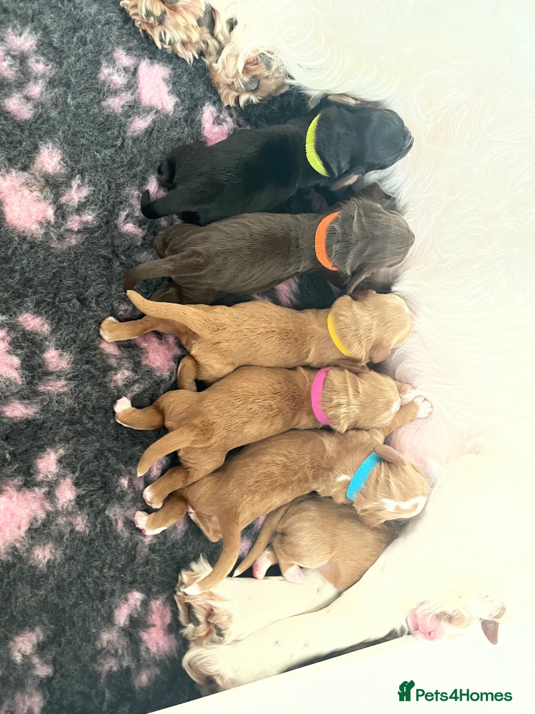 Cocker Spaniel dogs for stud: K C registered - Mr Midnight for Stud in Huddersfield - Advert 7