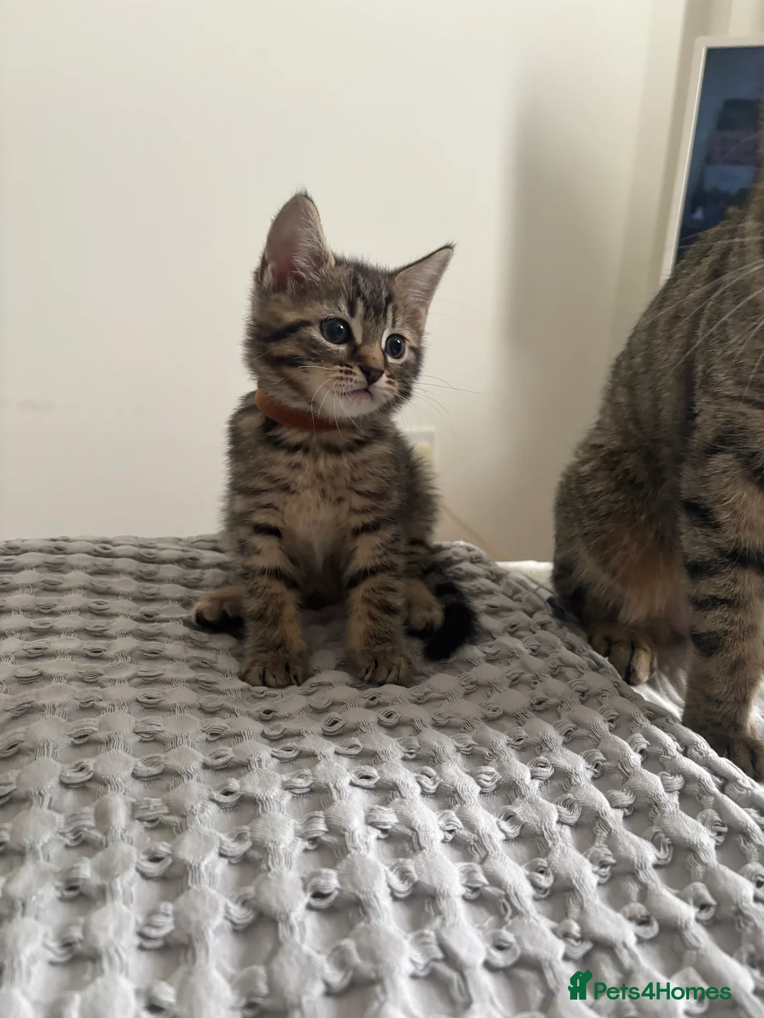 American Shorthair cats for sale: 🌟Kittens Ready for 4ever Home🌟 - Advert 28