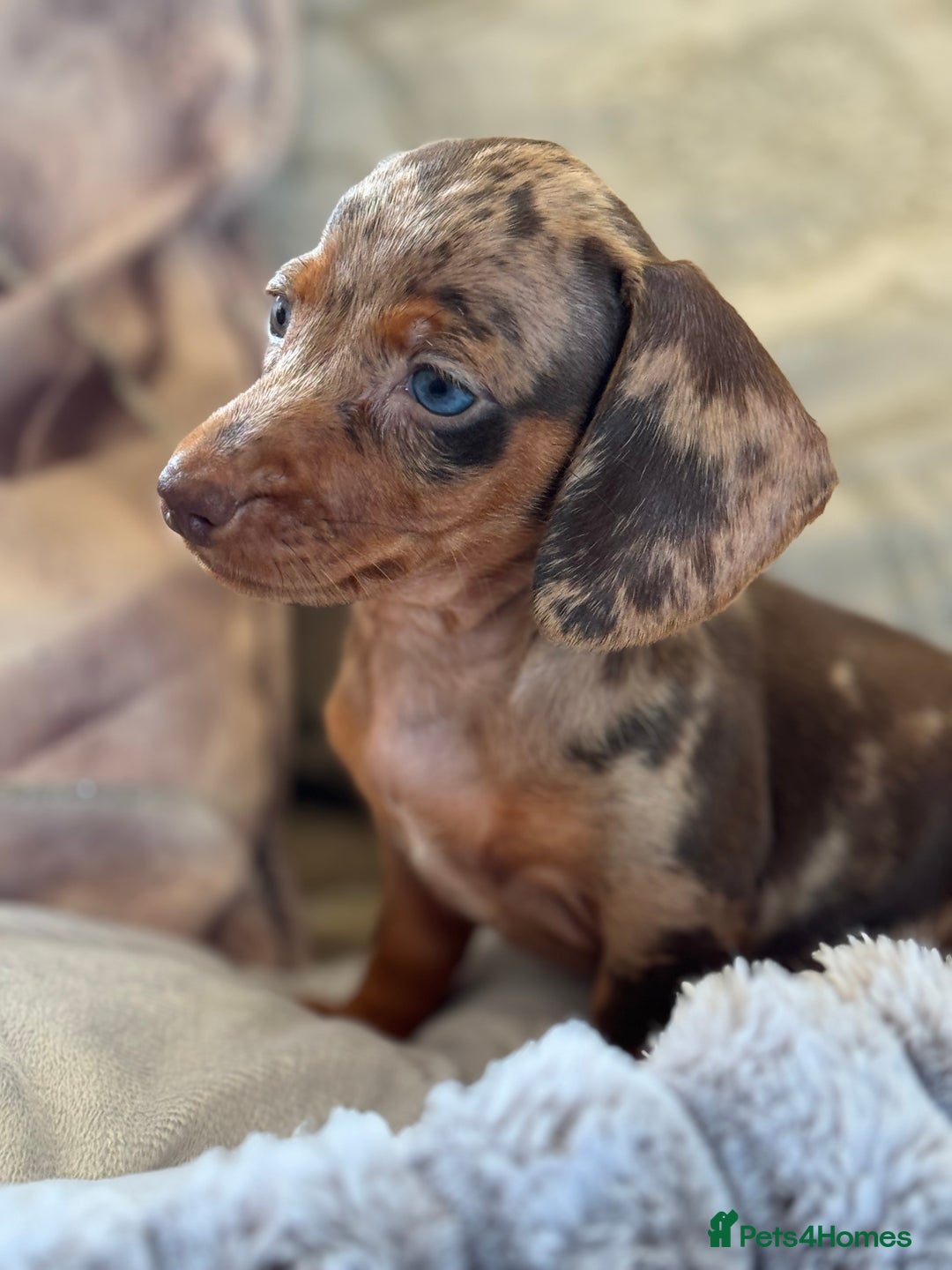 Miniature Dachshund dogs for sale: ❤️🐾💫 Outstanding Miniature Dachshunds 🐾❤️💫 - Image 21