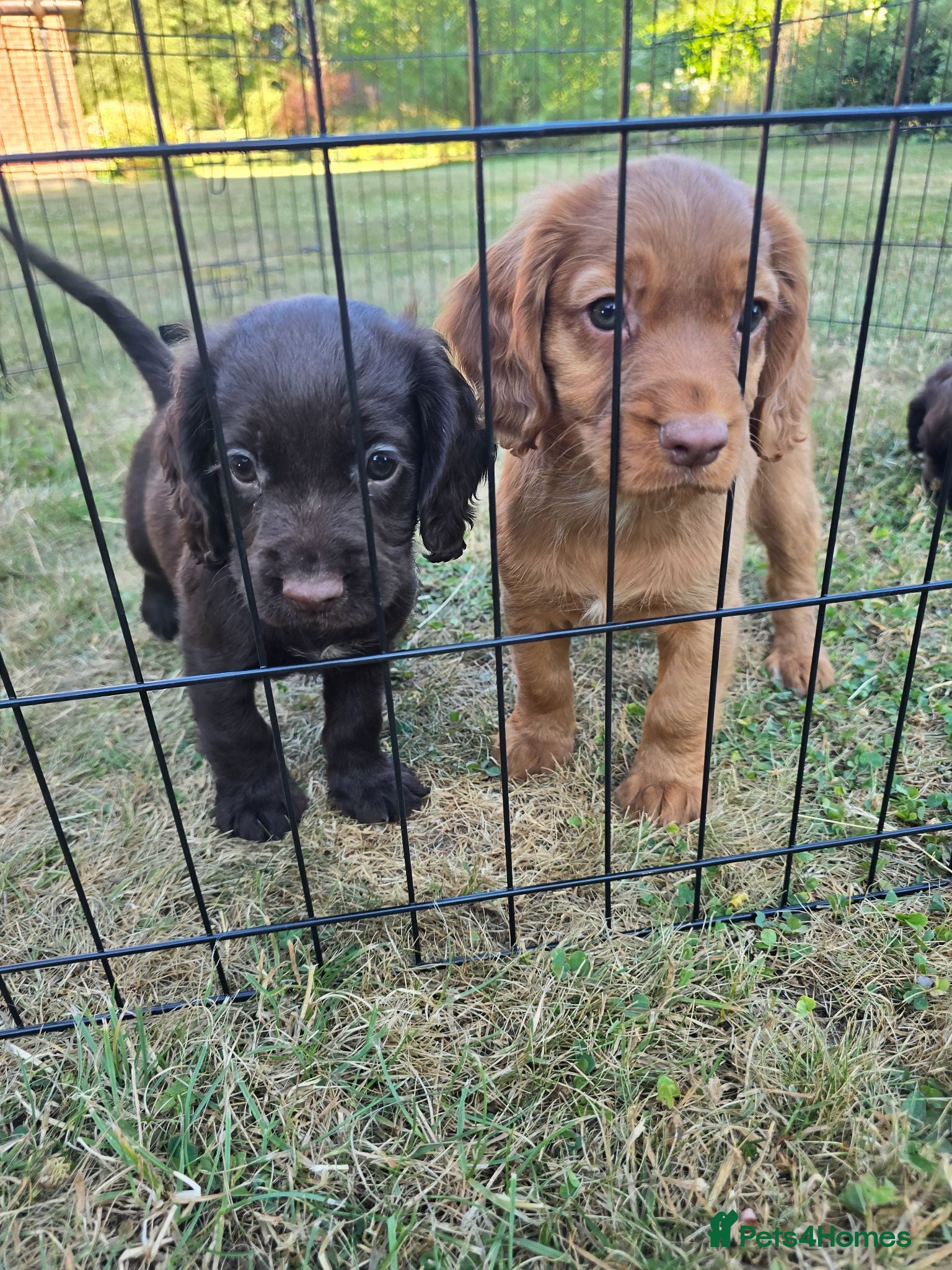 Cocker Spaniel dogs Countryside raised working cocker spaniel puppies  - Advert 2