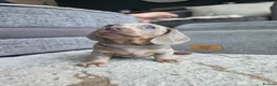 Miniature Dachshund dogs for sale: Blue/IsabellaTanMiniatureDachshund - READY - Advert 33
