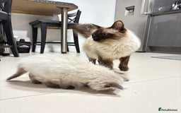 Ragdoll cats for sale: Beautiful Ragdoll Kittens for sale - Advert 2