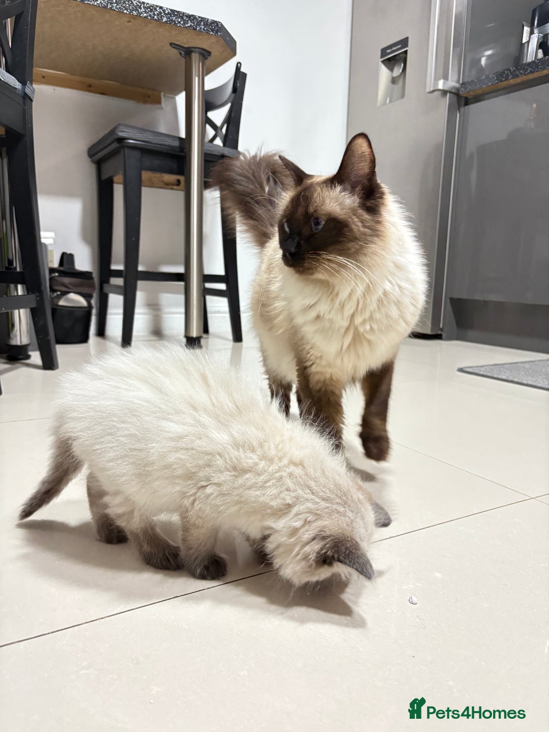 Ragdoll cats for sale: Beautiful Ragdoll Kittens for sale - Advert 2