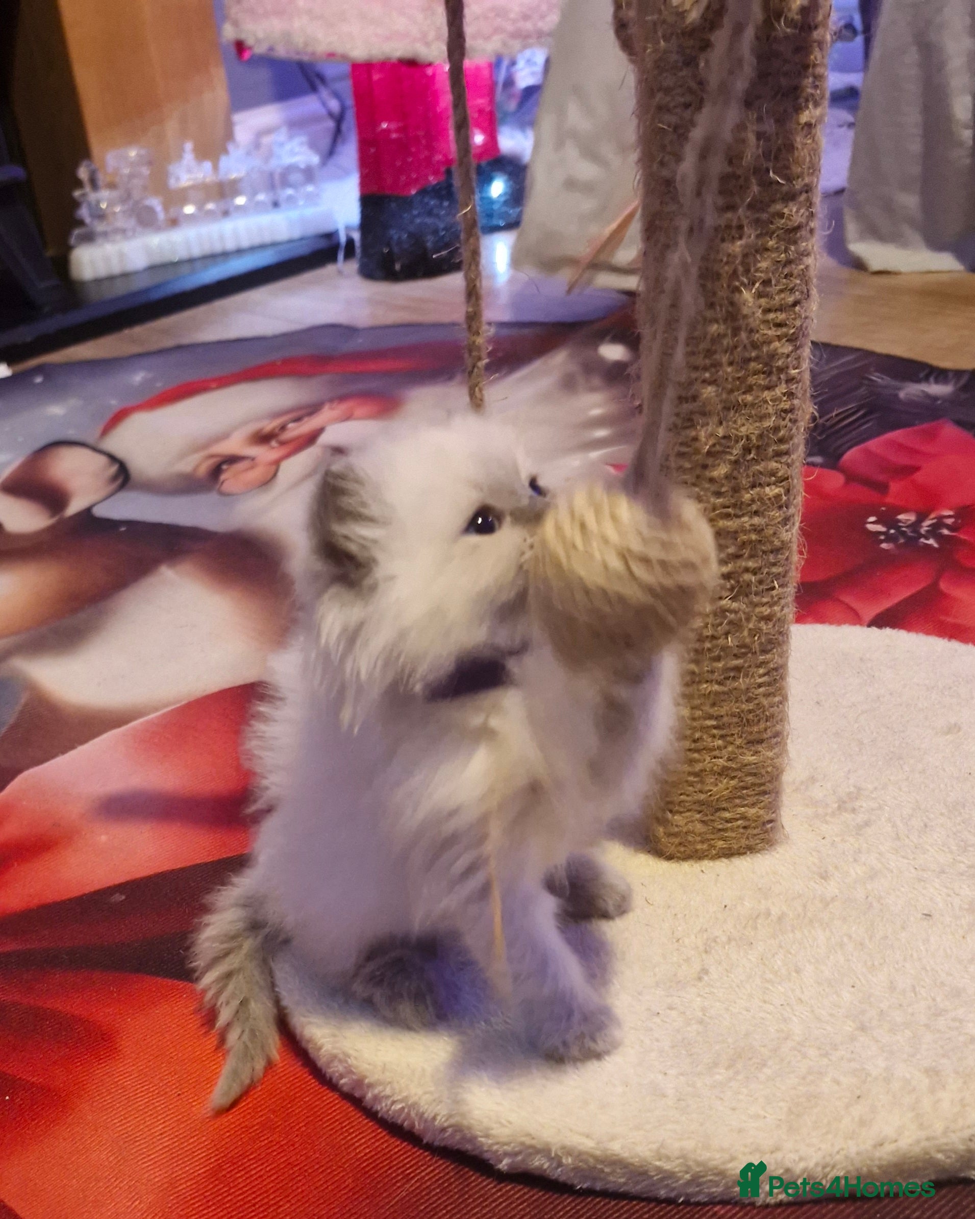 Ragdoll cats Lovely ragdoll baby's  - Advert 4