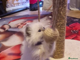 Ragdoll cats Lovely ragdoll baby's - Advert 1