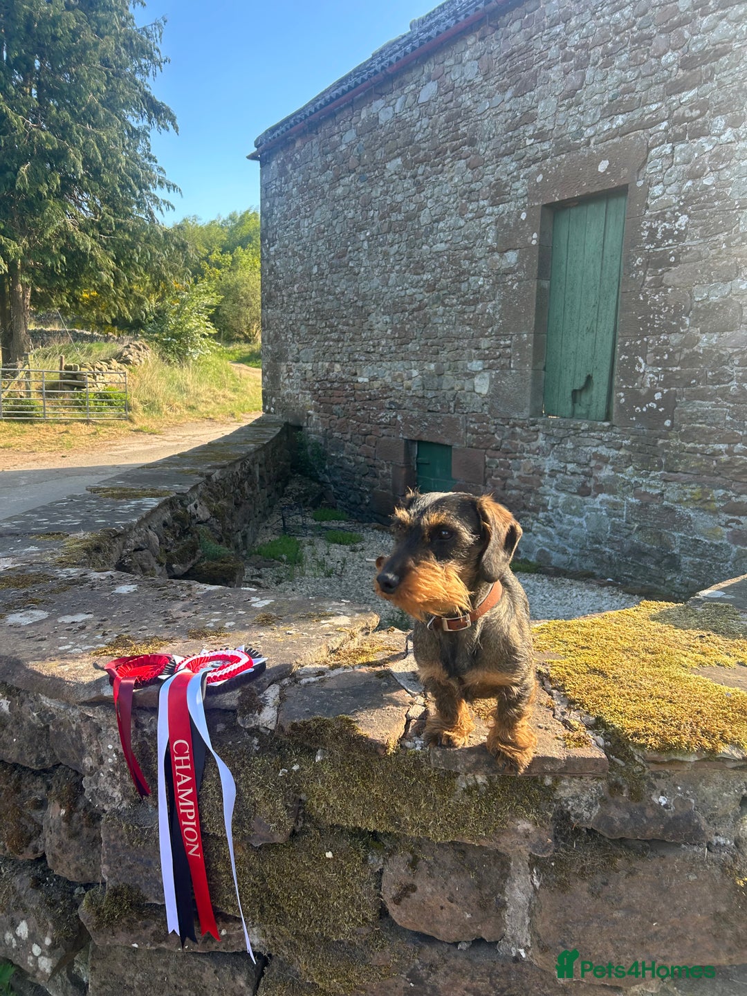 Dachshund dogs for sale: Last gorgeous girl!  ready now  - Image 6