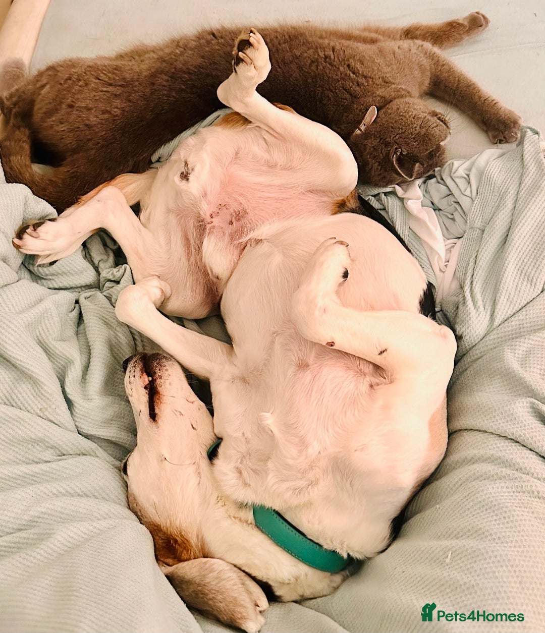 Beagle dogs for sale: Loving Home For Sam - Image 3