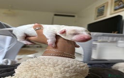 Poochon dogs for sale: x3 Poochon Girls Available (price negotiable) - Image 4