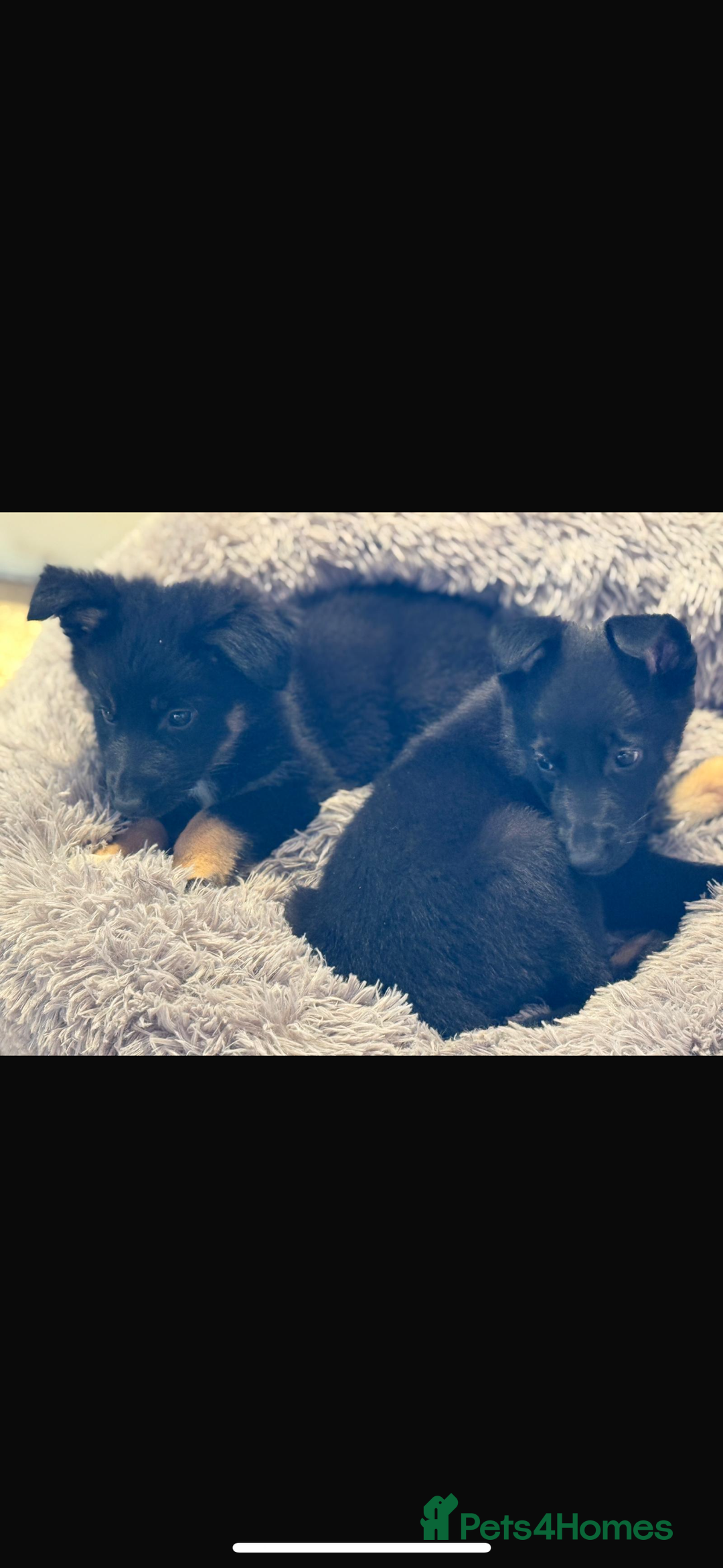 Mixed Breed dogs for sale: 🐶German Shepherd X Puppies🐶 - Image 8