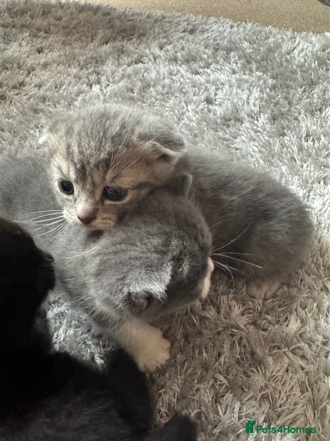British Shorthair cats for sale: British shorthair cat  - Advert 22