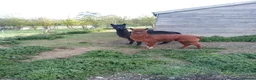 Alpaca livestock for sale: 2 adult females and 1 weanling males for sale - Advert 7