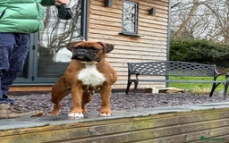 Boxer dogs for sale: Champion sired Lovely  Boxer Puppy Available  - Image 11