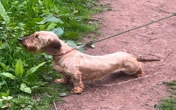 Dachshund dogs for sale: Wirehaired Dachshund (Teckel) Pups  - Image 20