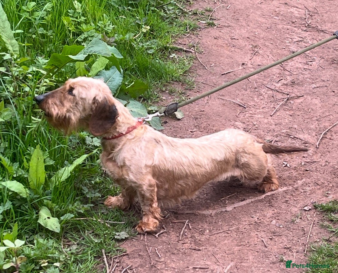 Dachshund dogs for sale: Wirehaired Dachshund (Teckel) Pups  - Image 20