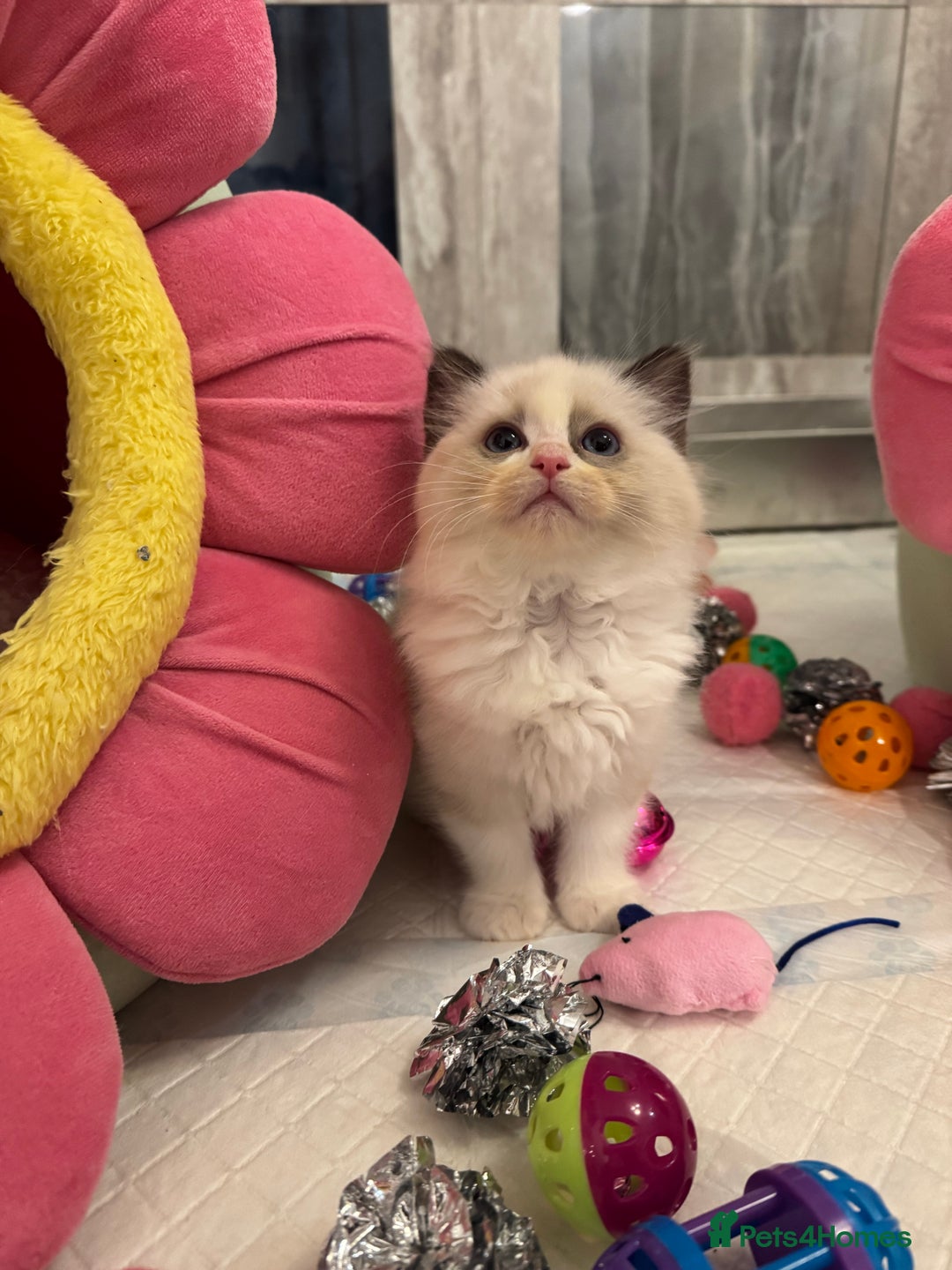 Ragdoll cats for sale: One Girl Available 🌸 - Image 20