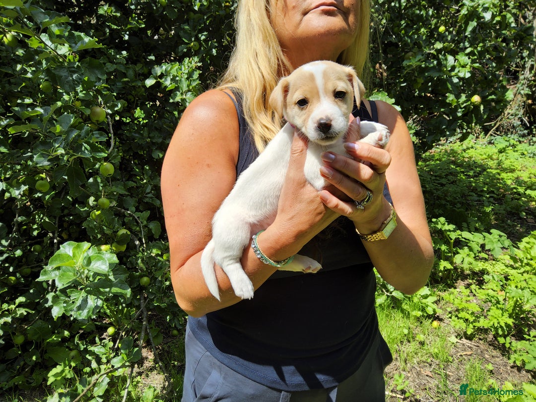 Jack Russell dogs for sale: Tri coloured & caramel JRT pups from organic farm - Image 3