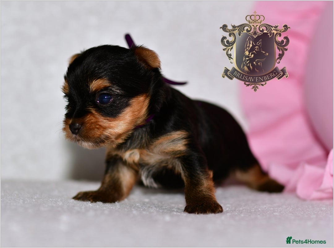 Yorkshire Terrier dogs for sale: KC REGISTERED DNA TESTED PARENTS MINIATURE YORKIES - Image 4