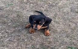 Dachshund dogs for sale: KC PRA Miniature smooth hair dachshund puppies  - Image 6