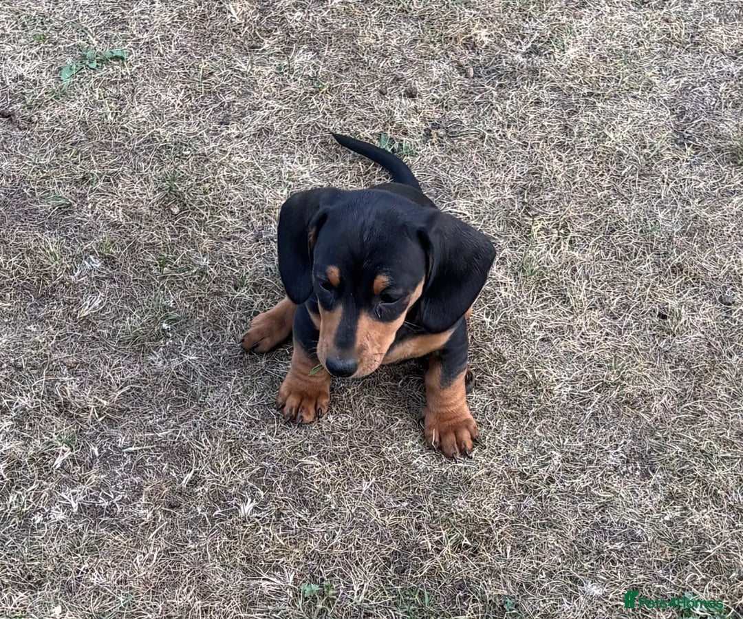 Dachshund dogs for sale: KC PRA Miniature smooth hair dachshund puppies  - Image 6