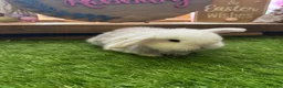 Netherland Dwarf rabbits for sale: PedigreeNetherland dwarfs and Mini Lops available - Advert 14