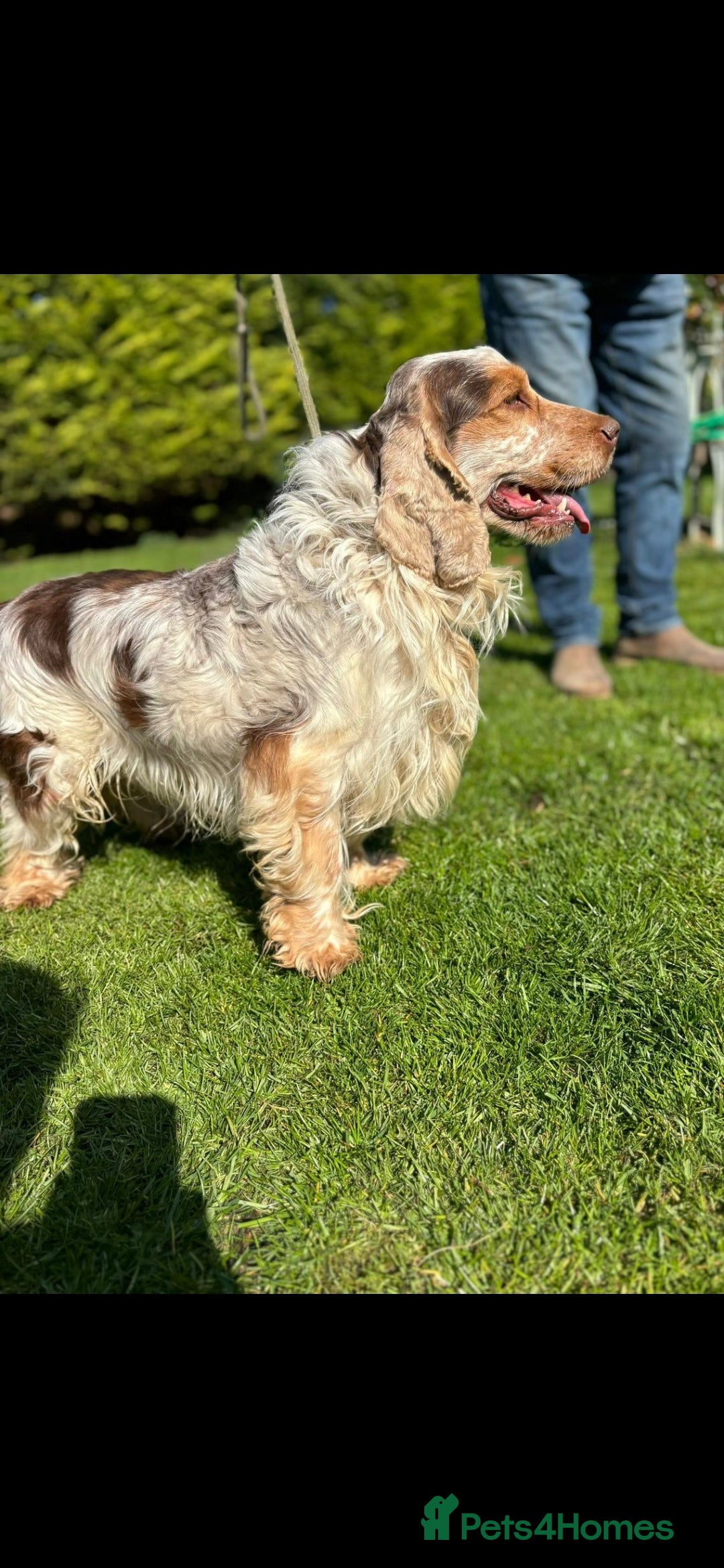 Cocker Spaniel dogs for sale: *Cocker spaniel puppys* - Image 8