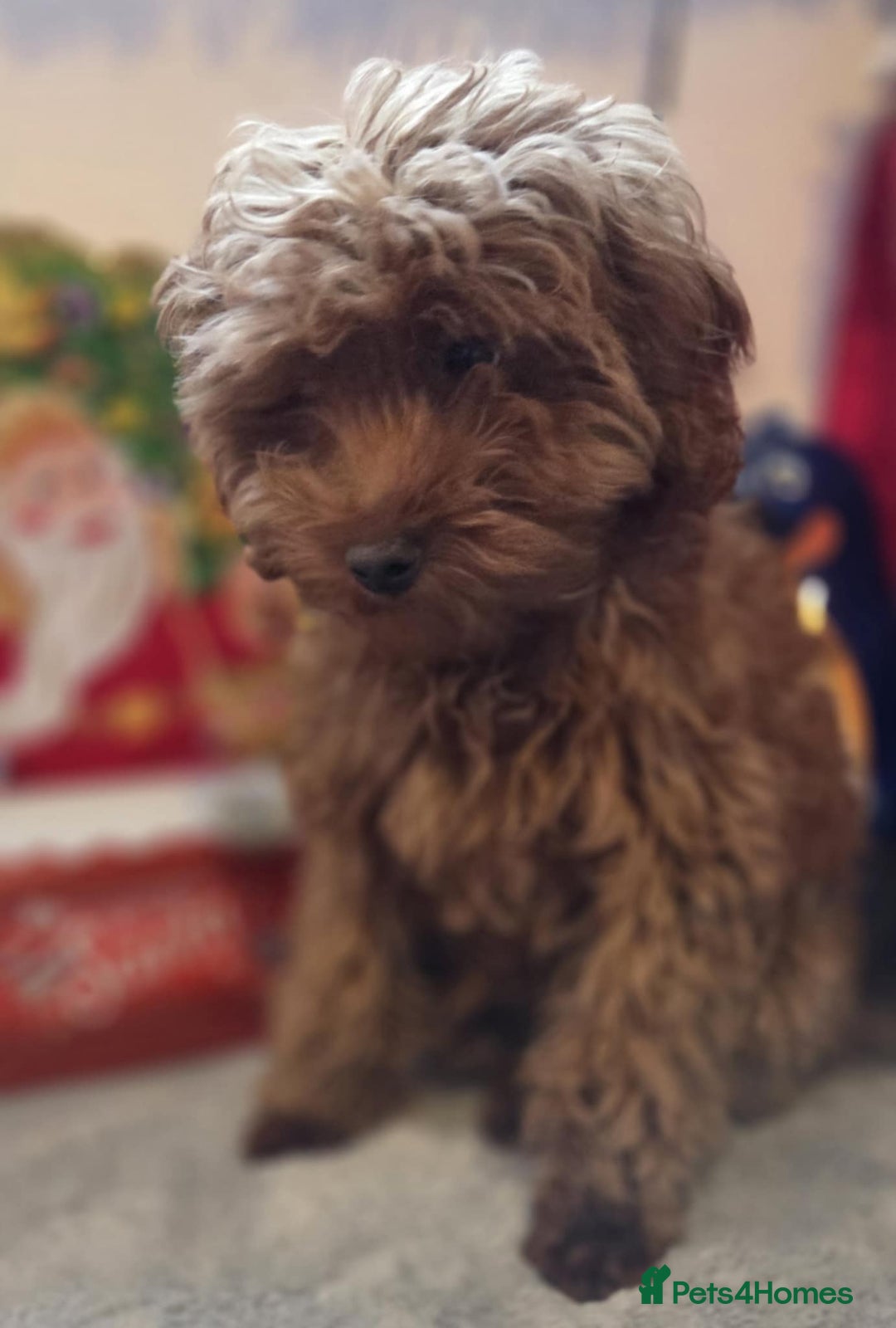 Maltipoo dogs for sale: red toy maltipoos, only 1 little boys left. - Advert 4