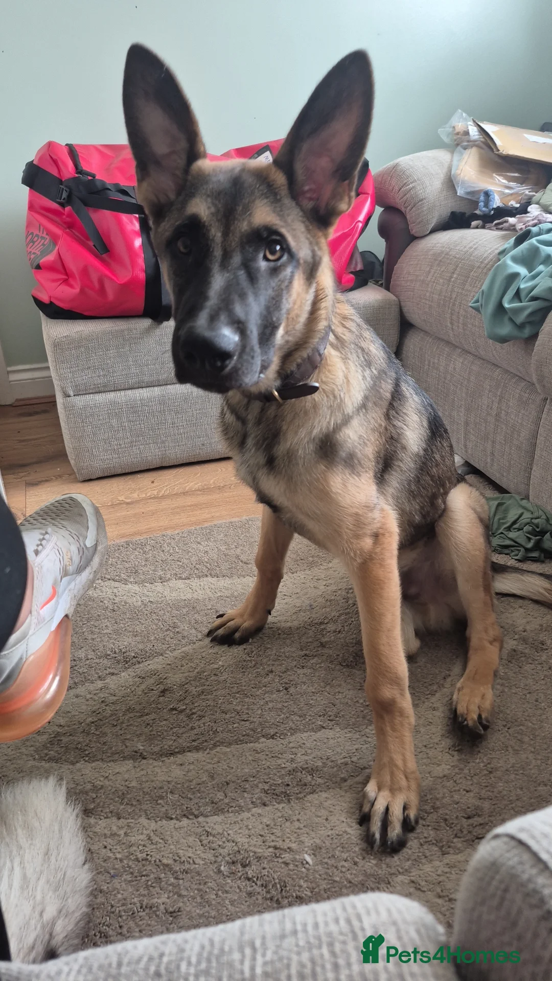 Belgian Shepherd Dog dogs for adoption: male belgian malinois called oscar - Advert 2