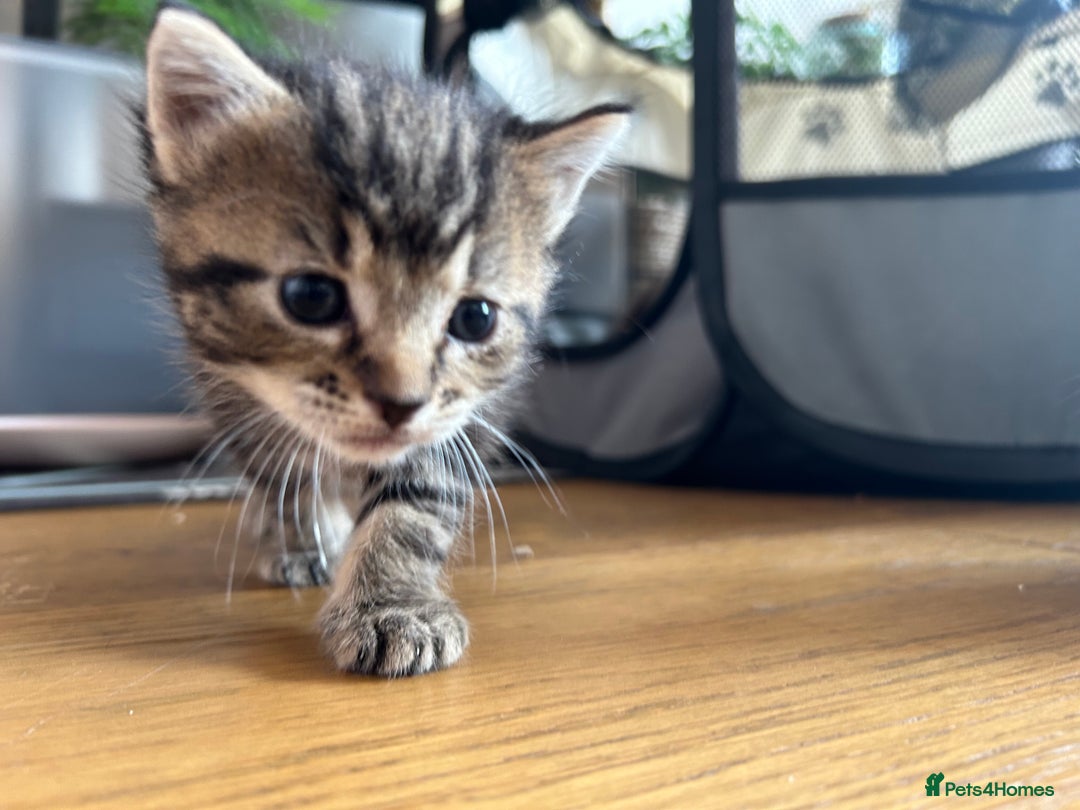 Maine Coon cats for sale: Maine coon cross kittens  - Image 26