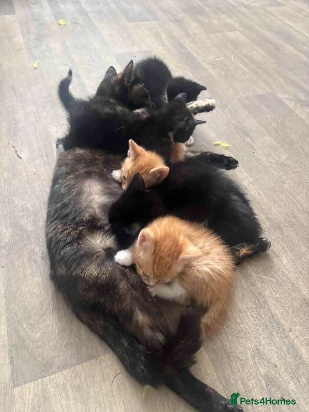 British Shorthair cats for sale: Beautiful mixed short heard kittens  - Advert 1
