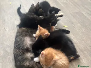 British Shorthair cats Beautiful mixed short heard kittens - Advert 9