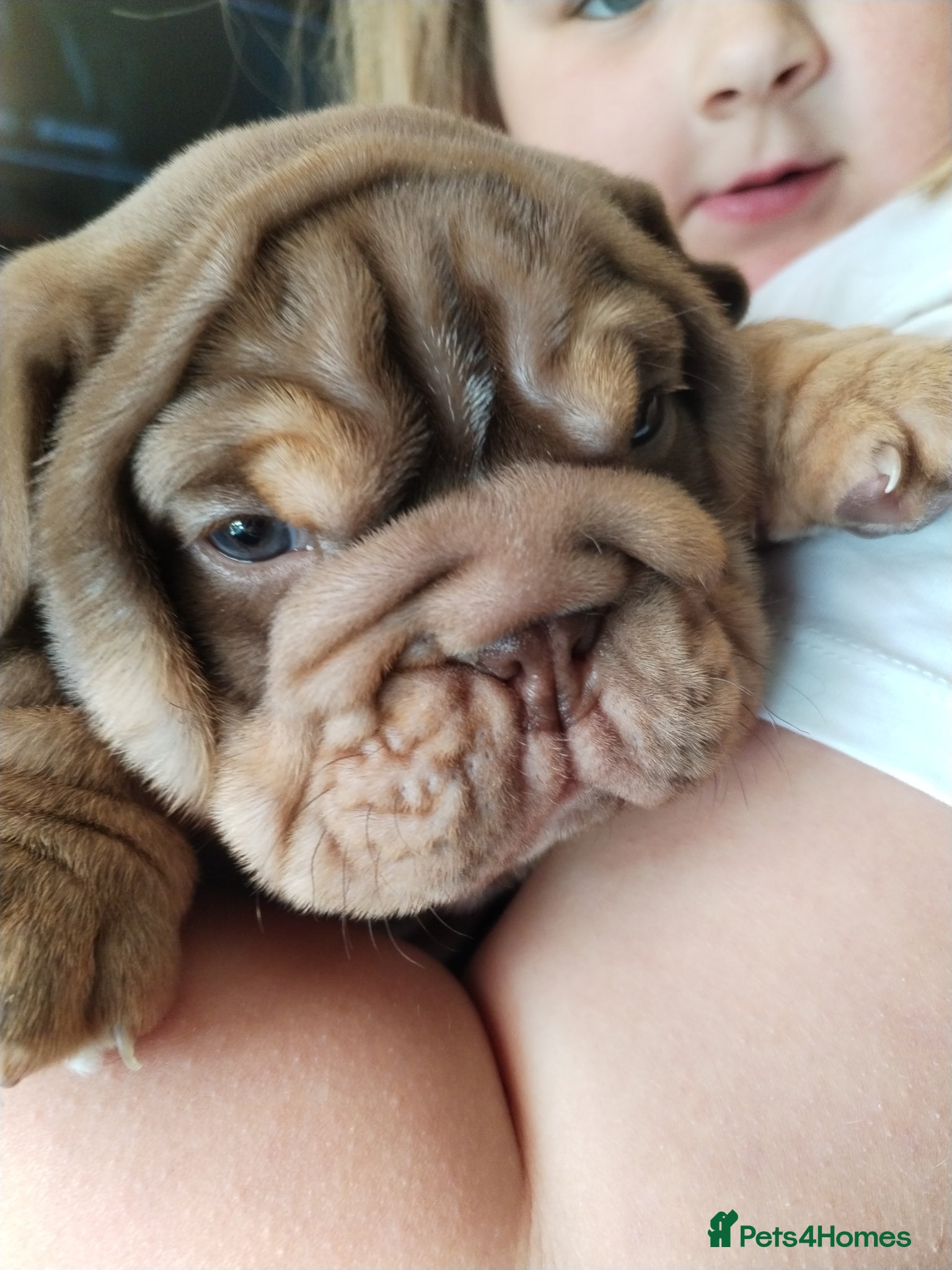 English Bulldog Puppy 1