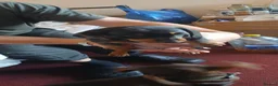 Dachshund dogs for sale: Dachshunds  - Advert 6