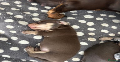 Miniature Dachshund dogs - Advert 9