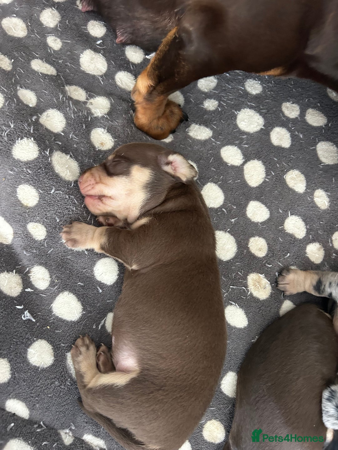 Miniature Dachshund dogs for sale: Male dachshund  - Image 3