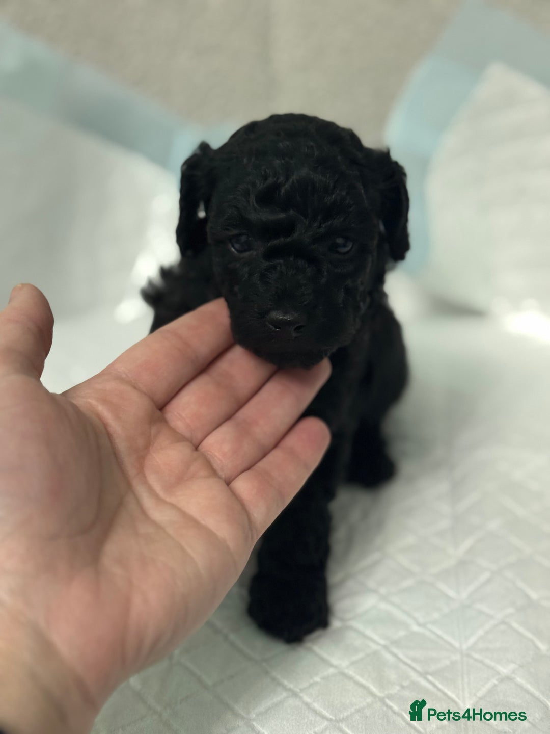 Toy Poodle dogs for sale: Toy poodle  - Advert 6