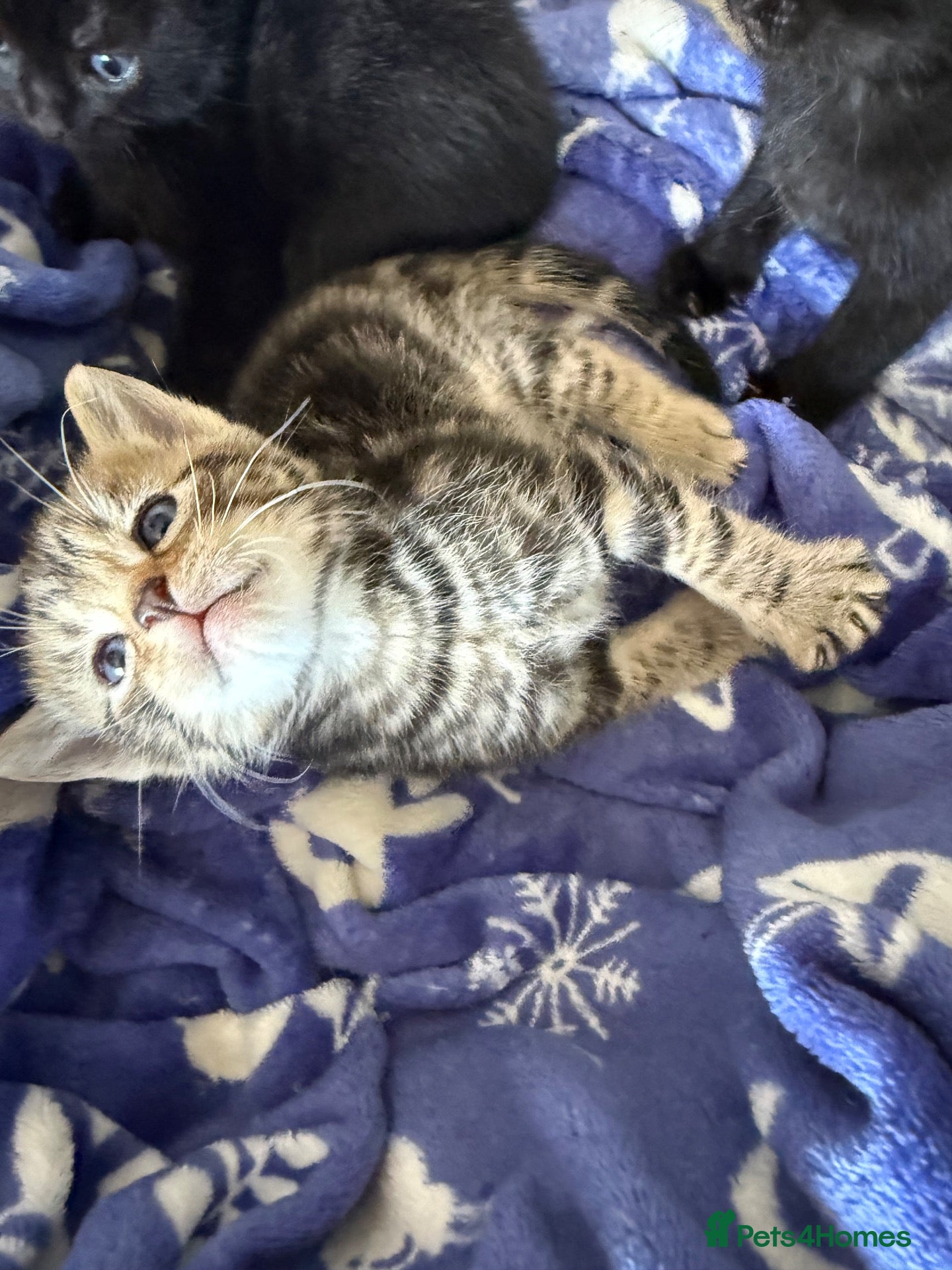 Mixed Breed cats Tabu and Black cute kittens  - Advert 4
