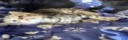 Mixed Breed cats for sale: Gorgeous kittens - Advert 12
